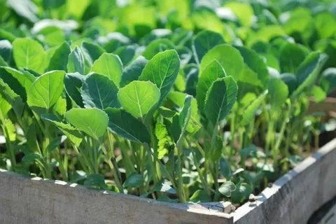 تصویر 4 از نشا فلفل دلمه‌ با رنگ و سبزی طبیعی